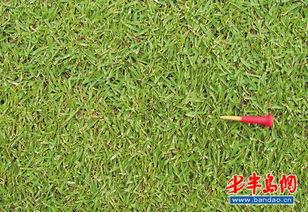 草国产,探寻自然与文化的交融之地